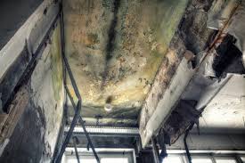 Why You Should Choose Our Mold Remediation Services in Tunica, MS